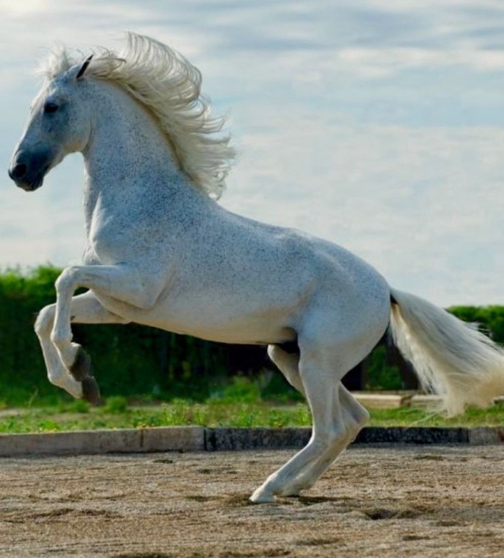 Создать мем: арабская лошадь, красивая белая лошадь, лошадь арабская чистокровная
