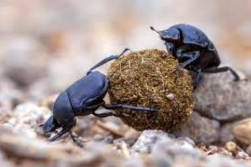 Create meme: beetle , scarab beetle, the beetle beetle scarab