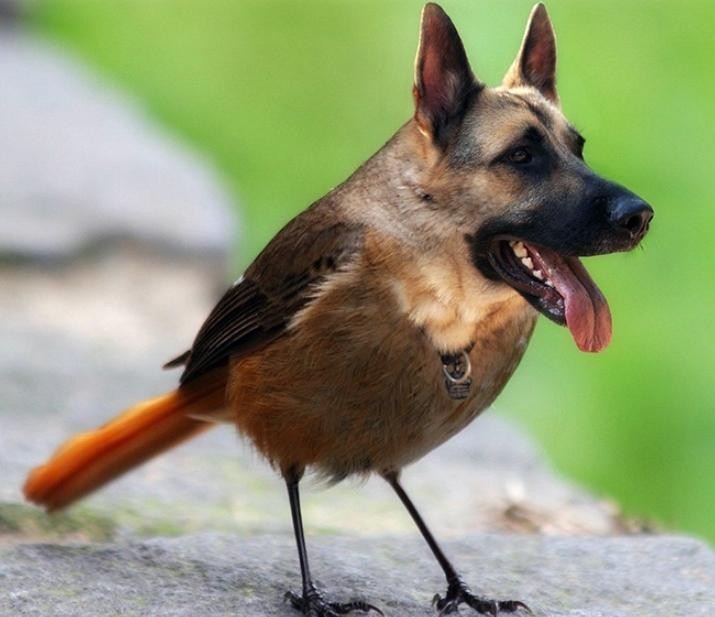 Create meme: dog bird, german shepherd, German shepherd dog