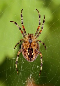 Create meme: spider garden-spider, spider, Arachnida