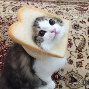 Create meme: Cat, cute cats, cat in bread