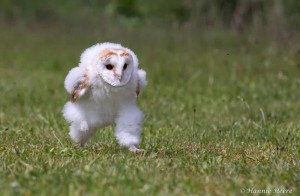 Create meme: common barn owl