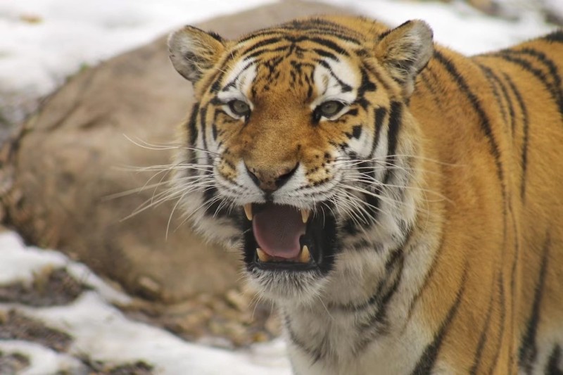 Create meme: tiger , the Amur tiger , The tiger of the Ussuri ascal