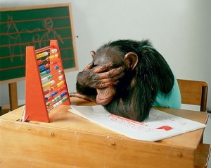 Создать мем: учительница проверяла сочинения и, бухгалтер, счет у шимпанзе
