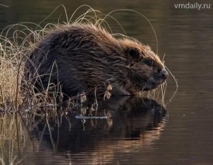 Create meme: beaver, beaver, Bobr common