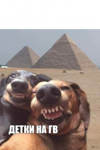 Create meme: dog, It's Friday, dogs can laugh