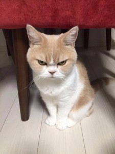 Создать мем: funny cat, кот япония, angry cat