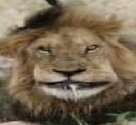 Create meme: the smiling lion, smile of a lion, Leo the lion