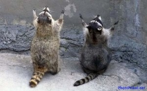 Create meme: God, raccoon gargle, meme raccoon