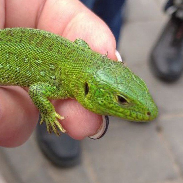 Create meme: green nimble lizard, lizard smaragd, lizard iguana