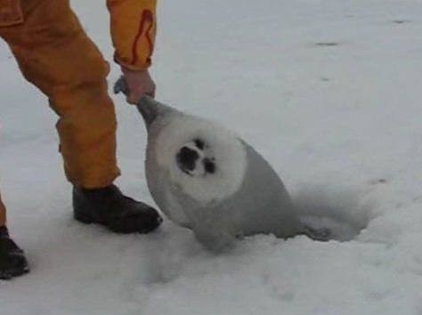 Create meme: earless seal, baby seal, funny animals 