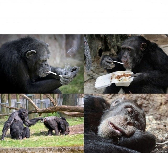Создать мем: обезьяна начальник, горилла, обезьяна с едой