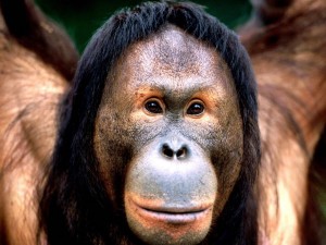 Создать мем: смешные обезьяны, orangutan, обезьяна прислушивается