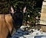 Create meme: Malinois, French bulldog , breed French bulldog 