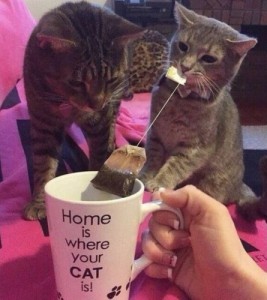 Create meme: you, home is where your cat, party cat