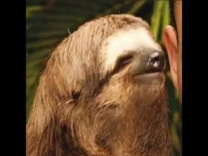 Create meme: sloth, sloth meme, sloth and rest