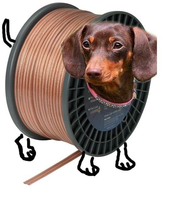 Create meme: Dachshund , cute dogs, dog Dachshund