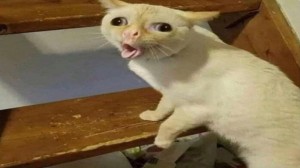 Create meme: Hey cat, cat with tongue meme, funny cats