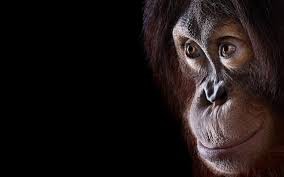 Create meme: orangutan, monkey primates, orangutan monkey