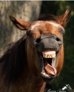 Создать мем: конь с открытым ртом, зубы коня, лошадь ржет