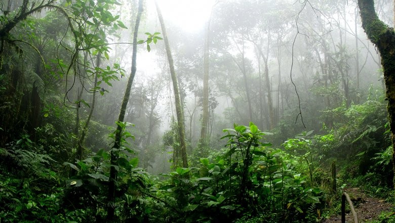 Создать мем: влажные экваториальные леса, тропические дождевые леса африка, джунглей