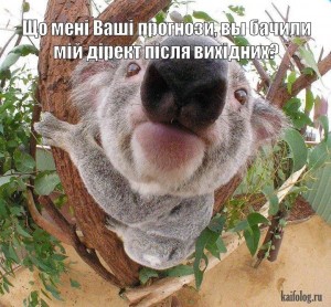 Создать мем: коала нос, коала, смешная коала