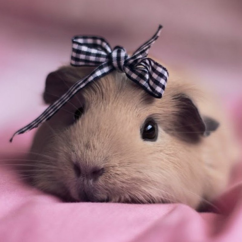 Create meme: Guinea pig , guinea pig dumbo, cute guinea pigs