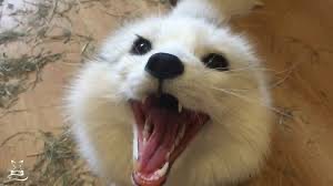 Create meme: the arctic fox yawns, plush fox from husky, Fox 