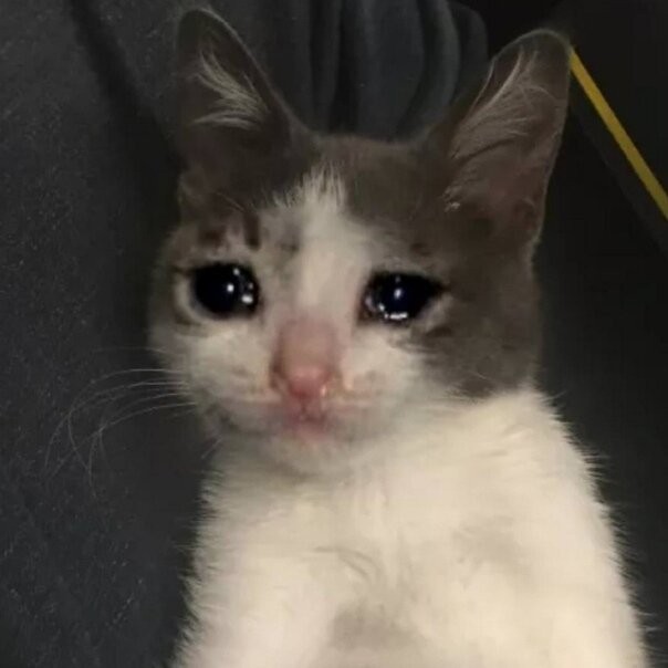 Create meme: meme crying cat, crying kitten meme, crying cat