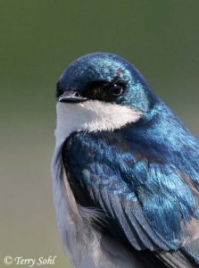 Create meme: blue bird, swallow, bird