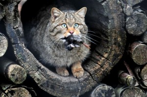 Создать мем: дикий лесной кот, кошка, wild cat