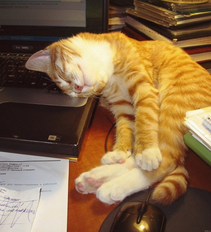 Create meme: at work , tired cat, tired cat