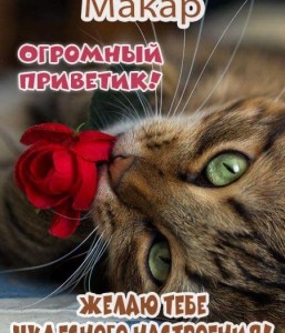 Создать мем: котики красивые, открытка другу, открытка любимой