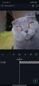Create meme: cat, cat, grey cat