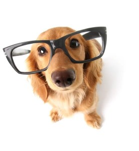 Создать мем: умные животные, собака поправляет очки, собака с очками