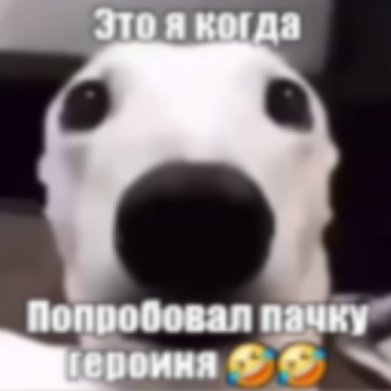 Create meme: dog funny, the dog's teeth are chattering, meme dog 