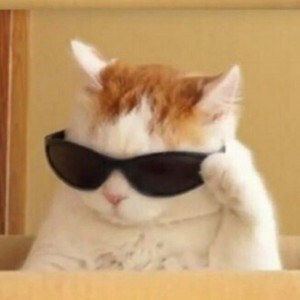 Создать мем: кот одевает очки, кот, котик