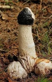 Create meme: veselka ordinary, mushroom veselka ordinary, mushroom Veselka