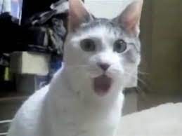 Создать мем: кот в шоке, смешные котики, удивлённый кот