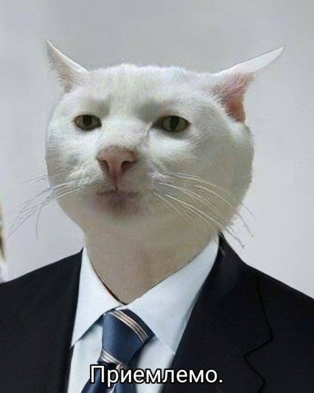 Создать мем: кот из мема, кот мем, мем с белым котом