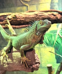 Create meme: iguana, green iguana