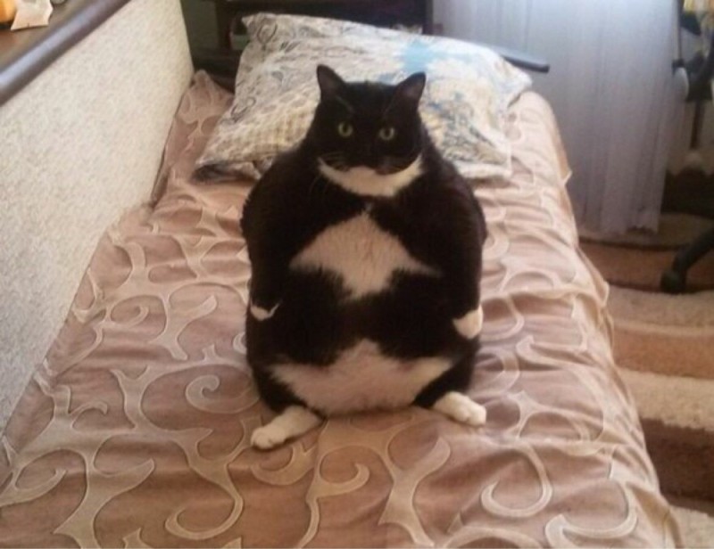 Создать мем: толстые коты, толстый котик, мем толстый кот