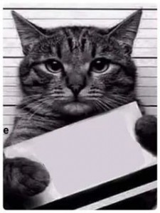 Создать мем: кот, кот преступник с табличкой, кот преступник