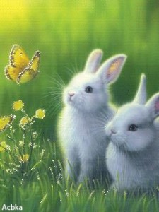 Create meme: cute bunnies, Bunny, cute Bunny