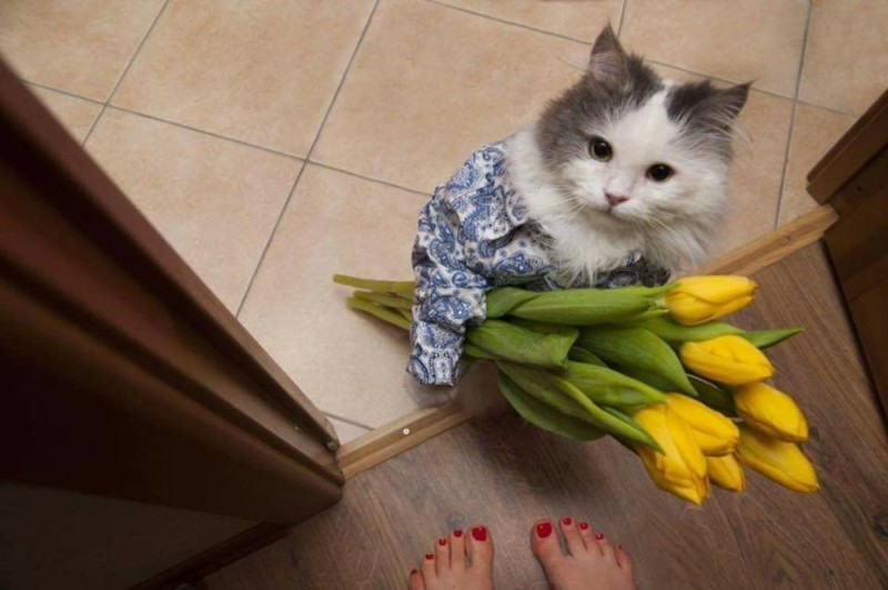 Создать мем: с 8 марта котик с цветами, кот с букетом, кот с цветами 8 марта