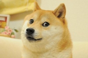 Create meme: sad doge, shiba inu, doge dog