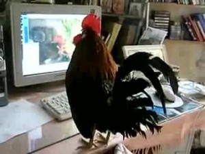 Create meme: cock at the computer, Cock looks memes