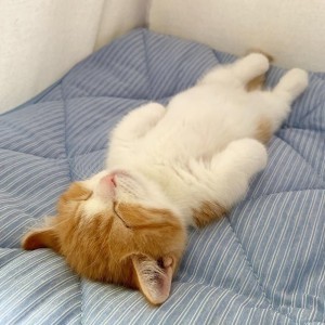 Create meme: sleeping cat , a cat lying on the back, the cat is sleepy