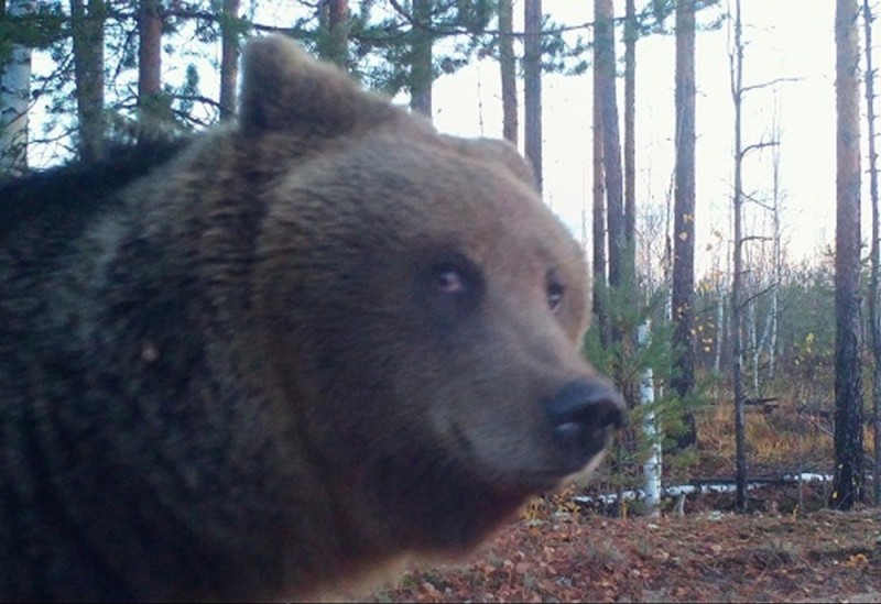 Создать мем: медведь лесной, медведь медведь, медведь барибал