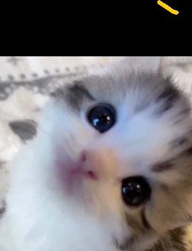 Create meme: cute kringe cats, cute cats , animals cute